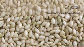  Presentation with brown rice - Colorful theme enhanced with sweet brown rice used for sticky sweets snacks desserts and japanese sushi also known as waxy rice glutinous rice and mochi backdrop and a coral colored foreground