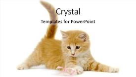  Presentation with pink cat - Presentation having sweet cat kitten is playing wit a pink bow taken on a white background background and a white colored foreground