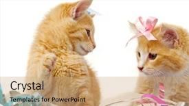  Presentation with sweet - Audience pleasing presentation theme consisting of bows are playing in confetti backdrop and a coral colored foreground