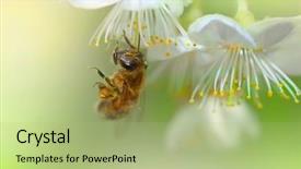  Presentation with bee - Audience pleasing theme consisting of sweet cherry - spring bee backdrop and a mint green colored foreground