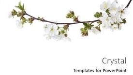  Presentation with cherry blossom - Colorful presentation theme enhanced with sweet-cherry-in-blossom-isolated backdrop and a white colored foreground