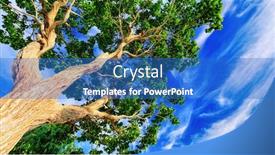  Presentation with blue sky - Presentation design featuring sweet-chestnut-tree-canopy-against background and a teal colored foreground