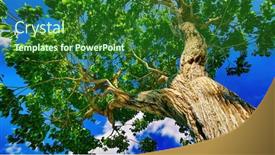  Presentation with sky blue - Cool new PPT theme with sweet-chestnut-tree-canopy-against backdrop and a forest green colored foreground