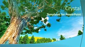  Presentation with blue sky - Slide set having sweet-chestnut-tree-canopy-against background and a forest green colored foreground