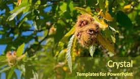  Presentation with fruit tree - Amazing slides having sweet chestnut tree with hanging backdrop and a tawny brown colored foreground
