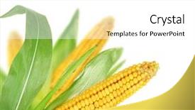  Presentation with sweet corn - Beautiful slides featuring sweet corn border backdrop and a white colored foreground
