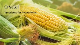  Presentation with sweet corn - PPT layouts having sweet corn with some ears background and a yellow colored foreground