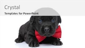  Presentation with sweet - Colorful presentation theme enhanced with sweet-elegant-labrador-retriever-puppy backdrop and a white colored foreground