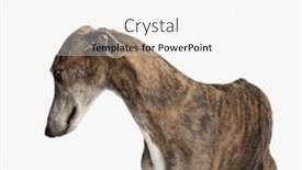  Presentation with english - Presentation theme consisting of sweet-english-hound-dog-looking background and a white colored foreground