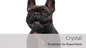  Presentation with pink white - Slide set with sweet-french-bulldog-dog-panting background and a light gray colored foreground