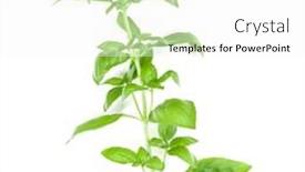  Presentation with sweet basil - Beautiful slide deck featuring sweet-genovese-basil-branch-isolated backdrop and a white colored foreground