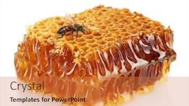  Presentation with honey bee honeycomb - Presentation featuring sweet honeycomb with honey background and a gold colored foreground