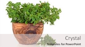  Presentation with sweet basil - PPT layouts enhanced with sweet italian basil in an olive wood mortar with pestle isolated over white background with reflection background and a lemonade colored foreground