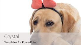  Presentation with paw - Beautiful PPT layouts featuring sweet-labrador-retriever-dog-resting backdrop and a light gray colored foreground