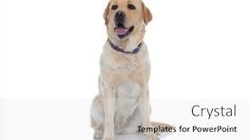  Presentation with leash - Beautiful slide deck featuring sweet-labrador-retriever-dog-sticking backdrop and a white colored foreground