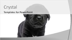  Presentation with sweet - Cool new PPT layouts with sweet-labrador-retriever-puppy-looking backdrop and a white colored foreground