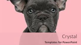  Presentation with bully - Slide deck featuring sweet-little-american-bully-puppy and a lemonade colored foreground