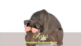  Presentation with pink white - Slide deck having sweet-little-amstaff-dog background and a violet colored foreground