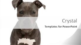 Presentation with chain - Presentation enhanced with sweet-little-amstaff-pupy-wearing background and a white colored foreground