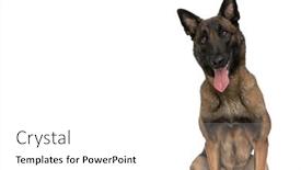  Presentation with tongue - Presentation design featuring sweet-little-belgian-shepherd-puppy background and a white colored foreground
