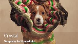  Presentation with russell - Colorful presentation enhanced with sweet-little-jack-russell-terrier backdrop and a tawny brown colored foreground