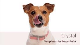  Presentation with russell - Theme featuring sweet-little-jack-russell-terrier background and a  colored foreground