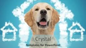  Presentation with tongue - PPT theme featuring sweet-little-labrador-retriever-dog background and a arctic colored foreground