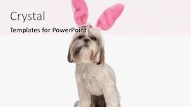  Presentation with bunny - PPT theme enhanced with sweet-little-shih-tzu-puppy background and a lemonade colored foreground
