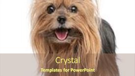  Presentation with sweet - Presentation design having sweet-little-yorkie-puppy-sticking and a tawny brown colored foreground