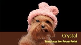  Presentation with pink black - Theme enhanced with sweet-little-yorkshire-terrier-dog background and a tawny brown colored foreground