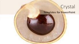  Presentation with sweet - Presentation theme enhanced with sweet-longan-fruit-isolated background and a  colored foreground