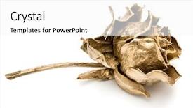  Presentation with rose gold - PPT layouts with sweet memories - one gold rose isolated background and a white colored foreground