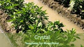  Presentation with irrigation - Audience pleasing theme consisting of sweet peppers bed by irrigation backdrop and a tawny brown colored foreground