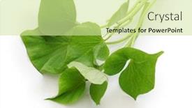  Presentation with sweet potato - Presentation theme featuring sweet potato leaves on white background background and a soft green colored foreground