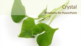  Presentation with sweet potato plant - Cool new presentation theme with sweet potato leaves on white backdrop and a cream colored foreground