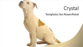  Presentation with sweet - Colorful PPT theme enhanced with sweet puppy dog sitting backdrop and a white colored foreground