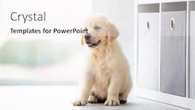  Presentation with sweet sixteen - Audience pleasing slide deck consisting of sweet-retriever-puppy-sitting-indoors backdrop and a white colored foreground