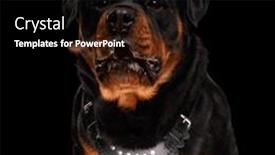  Presentation with dog food - Presentation design with sweet-rottweiler-dog-craving background and a black colored foreground