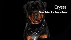  Presentation with deutsche deutsch rottweiler guard dog - Presentation theme having sweet-rottweiler-dog-sticking-out background and a black colored foreground