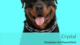  Presentation with deutsche deutsch rottweiler guard dog - Slide deck featuring sweet-rottweiler-dog-with-collar background and a arctic colored foreground