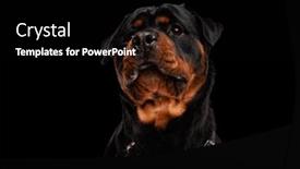  Presentation with rottweiler puppy - Presentation consisting of sweet-rottweiler-puppy-with-leather background and a black colored foreground