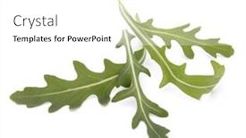  Presentation with rocket - Cool new presentation theme with sweet rucola salad or rocket lettuce leaves isolated on white background backdrop and a white colored foreground