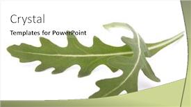  Presentation with rocket - Presentation consisting of sweet rucola salad or rocket lettuce leaves isolated on white background background and a white colored foreground