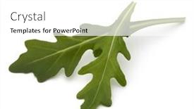  Presentation with rocket - Colorful slide deck enhanced with sweet rucola salad or rocket lettuce leaves isolated on white background backdrop and a white colored foreground