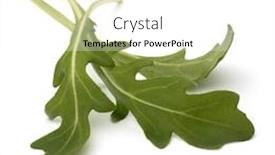  Presentation with rocket - Audience pleasing PPT theme consisting of sweet rucola salad or rocket lettuce leaves isolated on white background backdrop and a white colored foreground