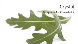  Presentation with rocket - PPT theme having sweet rucola salad or rocket lettuce leaves isolated on white background background and a white colored foreground