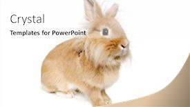  Presentation with rabbit - Slide set featuring sweet sad rabbit is sitting on a white background background and a pink colored foreground