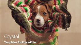  Presentation with russell - Presentation design having sweet-small-jack-russell-terrier background and a tawny brown colored foreground