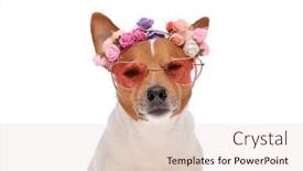  Presentation with russell - Theme with sweet-small-jack-russell-terrier background and a lemonade colored foreground