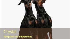  Presentation with doberman - Theme enhanced with sweet-two-doberman-dogs background and a tawny brown colored foreground